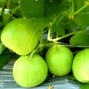 Hạt giống dưa lê siêu ngọt